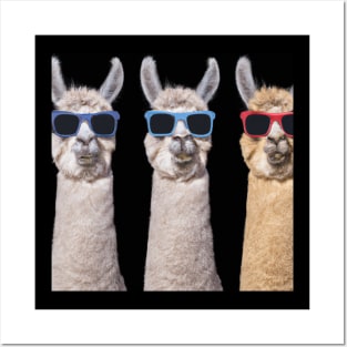 Alpaca Team Colorful Glasses Posters and Art